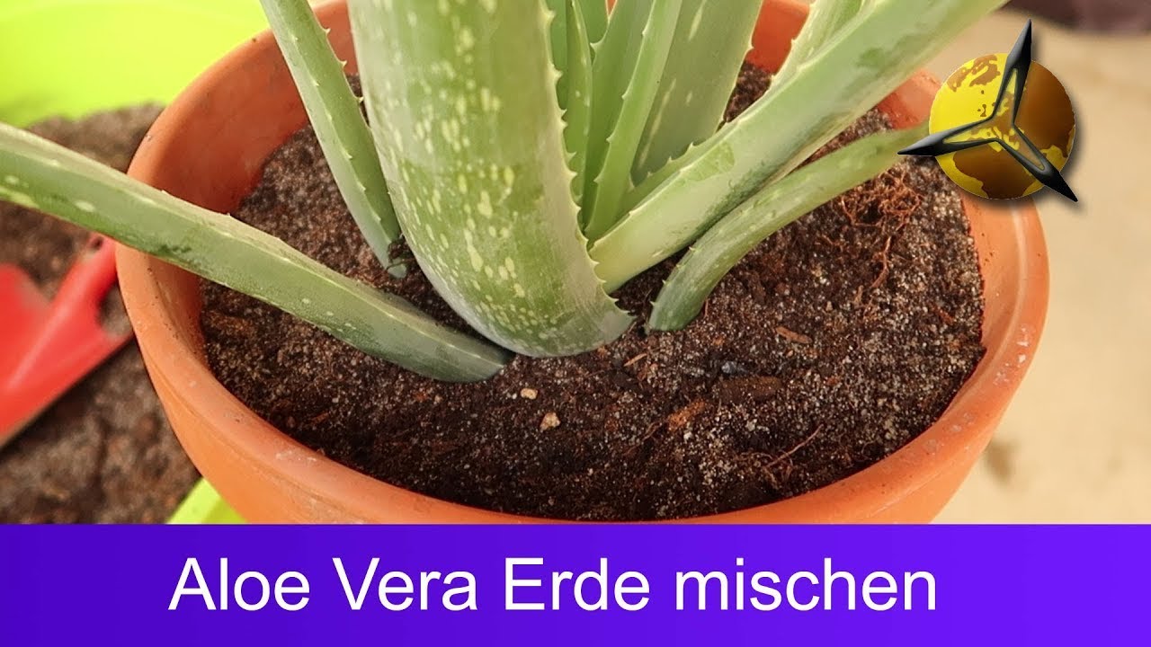 'Video thumbnail for Aloe Vera Erde - Sukkulentenerde selber mischen'