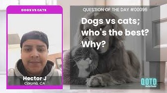 Video thumbnail for Cats don’t give Hector enough love. And who doesn’t love a dog park?