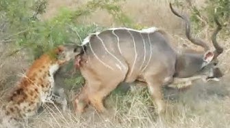 2 Hyenas are Hungry for Kudu