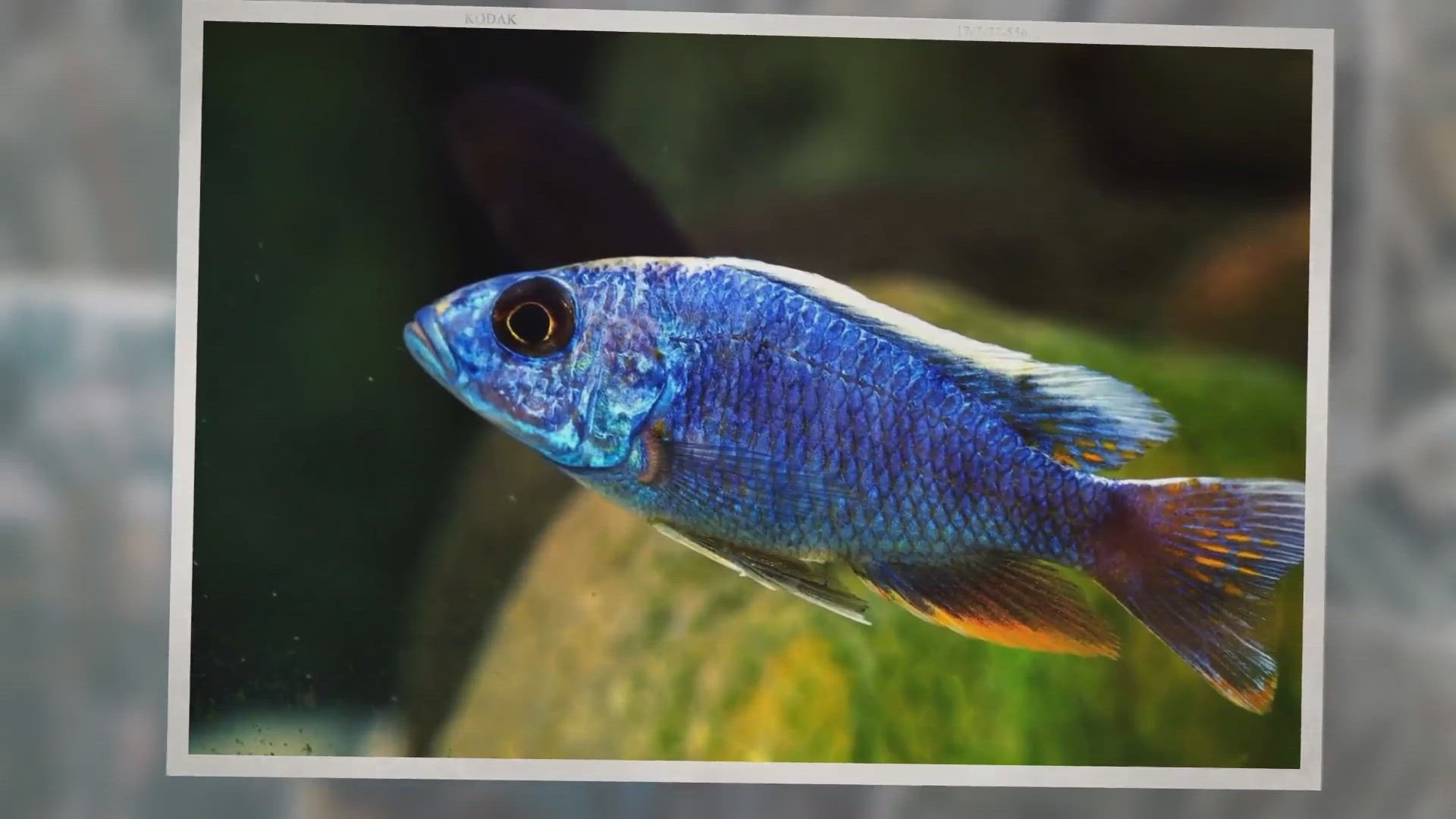 African Cichlid Care Guide and Species Profile Fishkeeping World