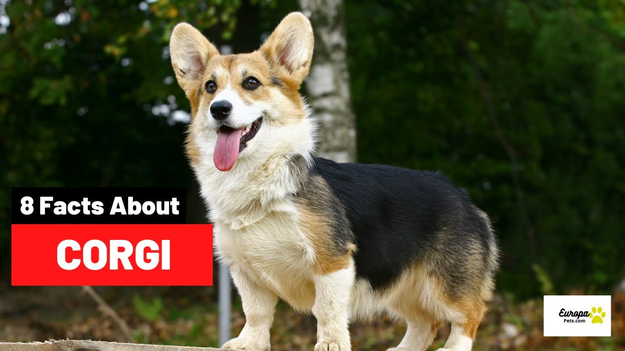 Video thumbnail for 8 Things You DIDN'T Know About Corgis