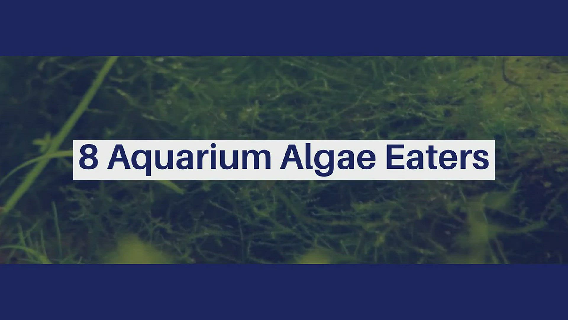 Video thumbnail for 8 Aquarium Algae Eaters
