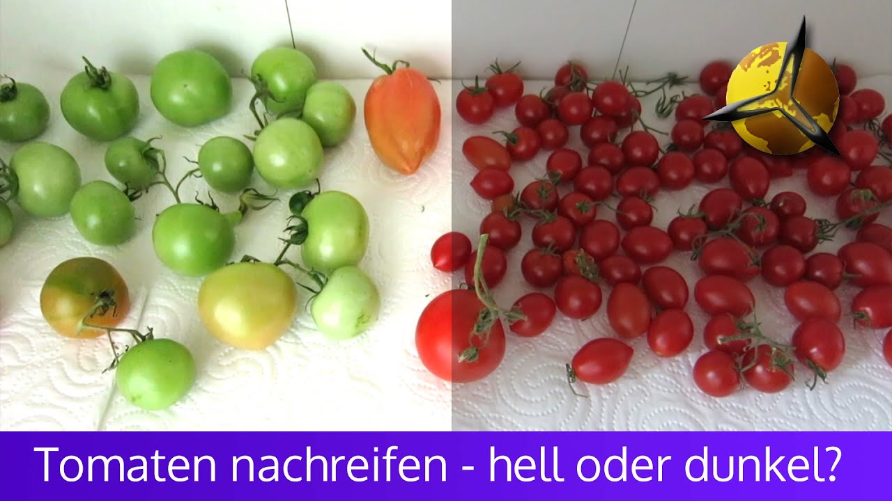 'Video thumbnail for Tomaten nachreifen lassen:  Dunkel oder hell?'