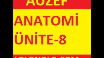 'Video thumbnail for Anatomi Ünite-8 '