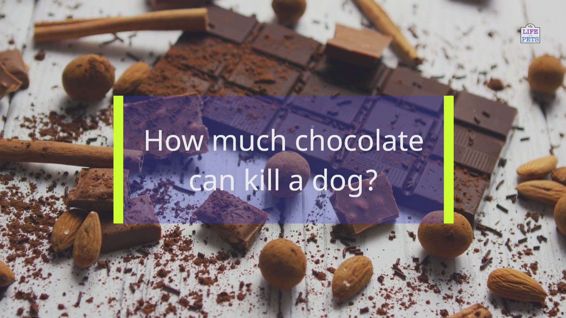 will a chocolate bar kill a dog