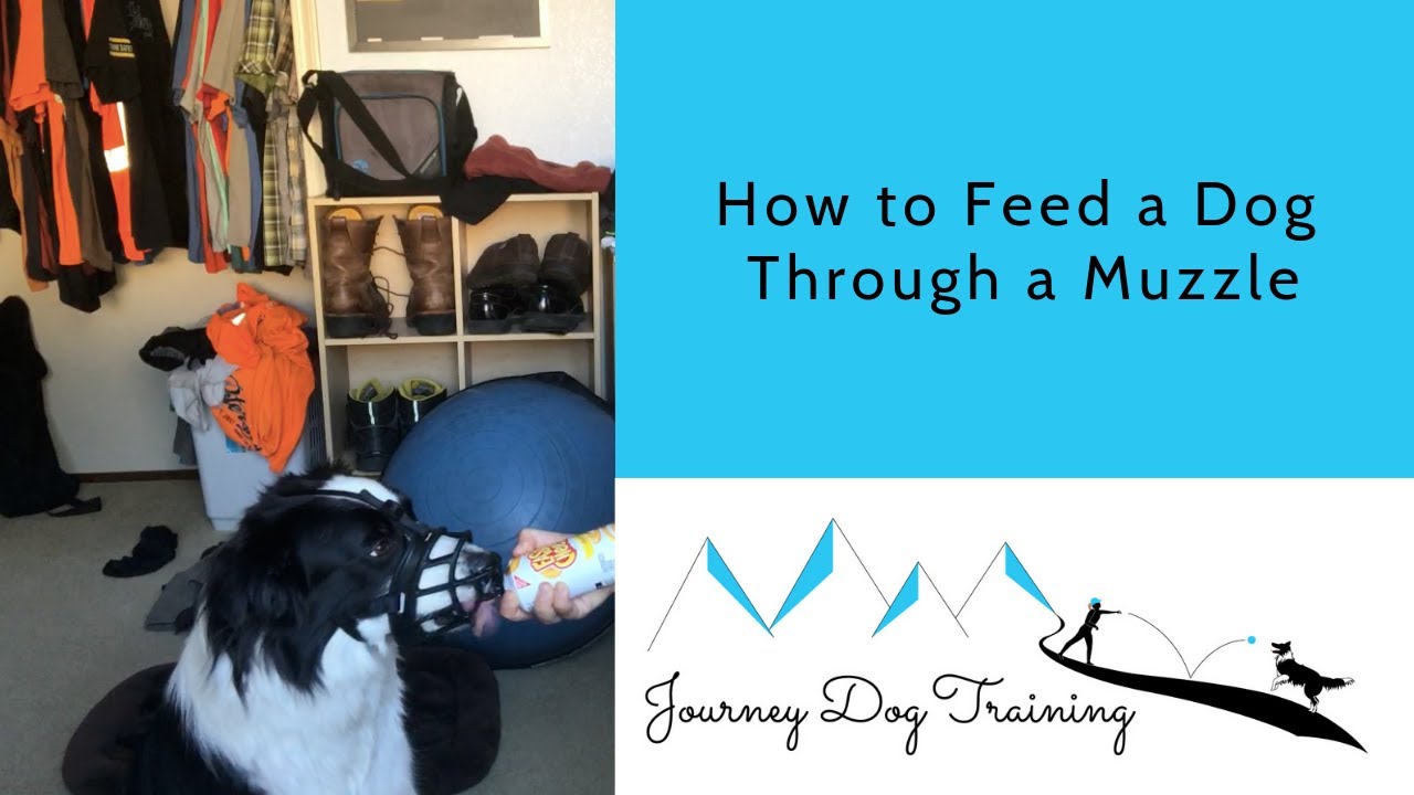 'Video thumbnail for How to Feed a Dog Thru a Muzzle - Journey Dog Training'