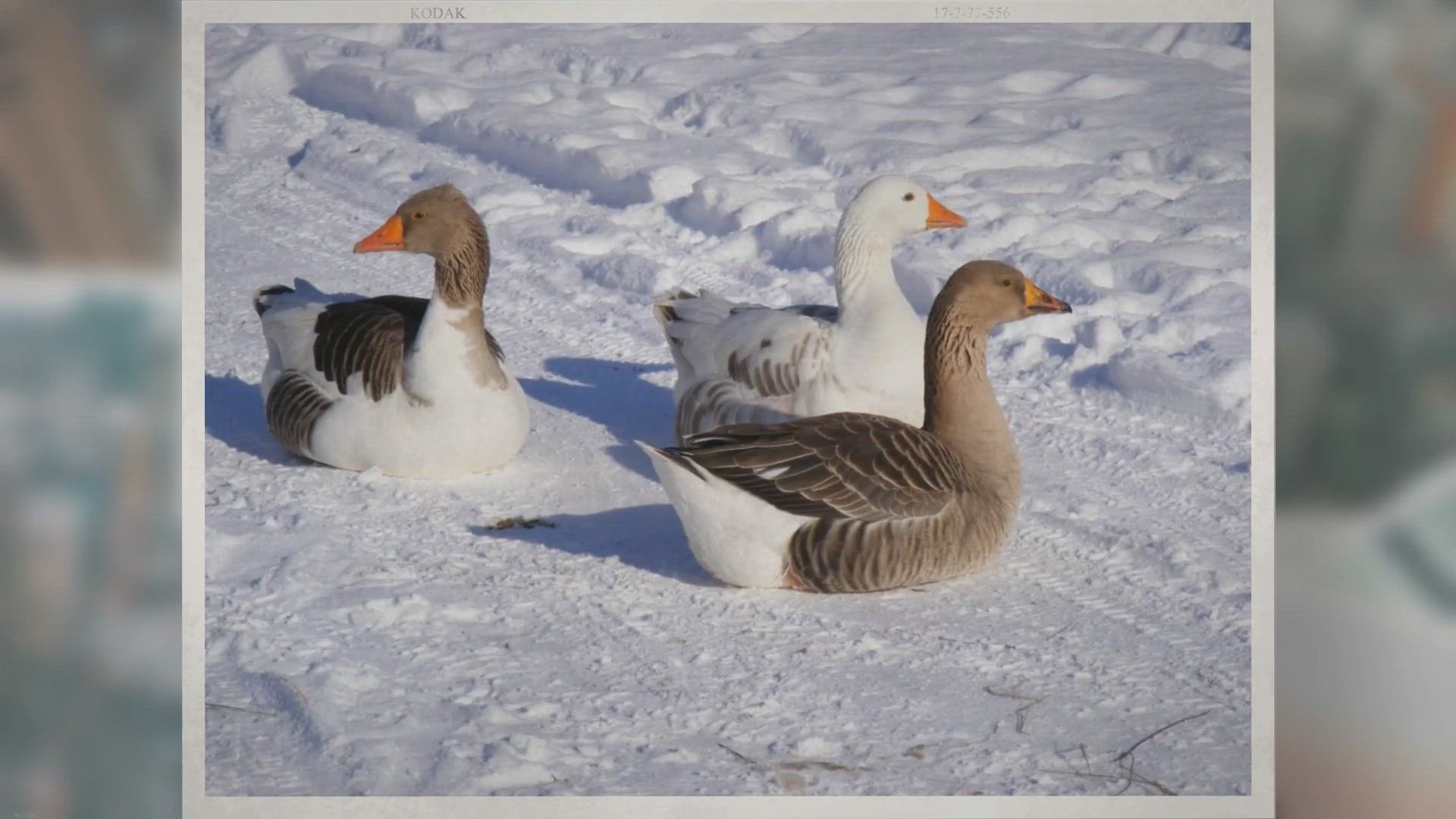 Video thumbnail for What Do Geese Eat in the Winter?