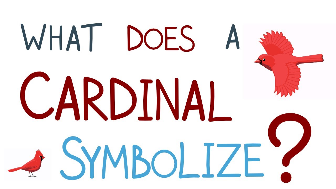 'Video thumbnail for What Does It Mean When You See A Cardinal?'