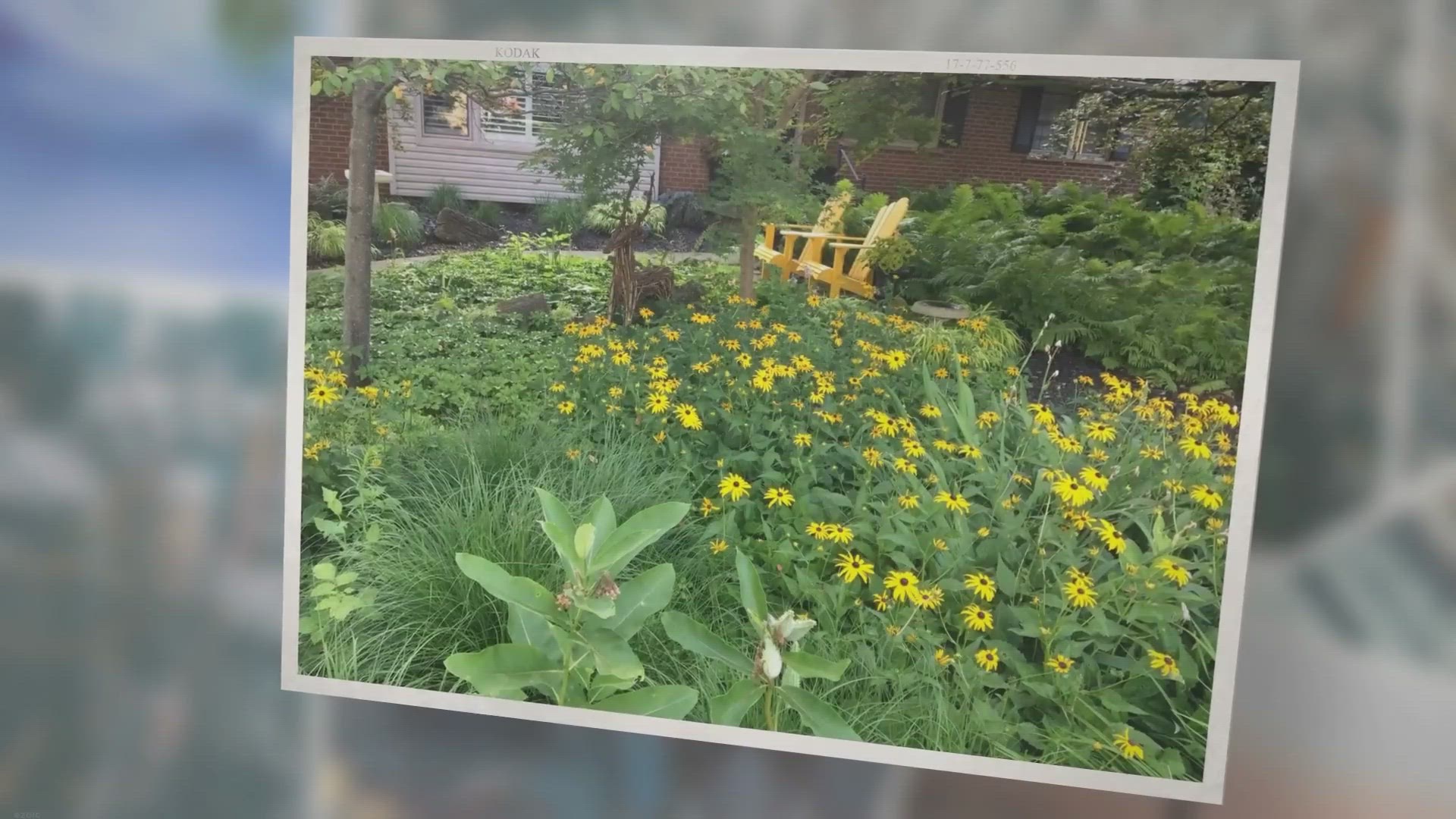'Video thumbnail for Why should we use native plants in our gardens?'