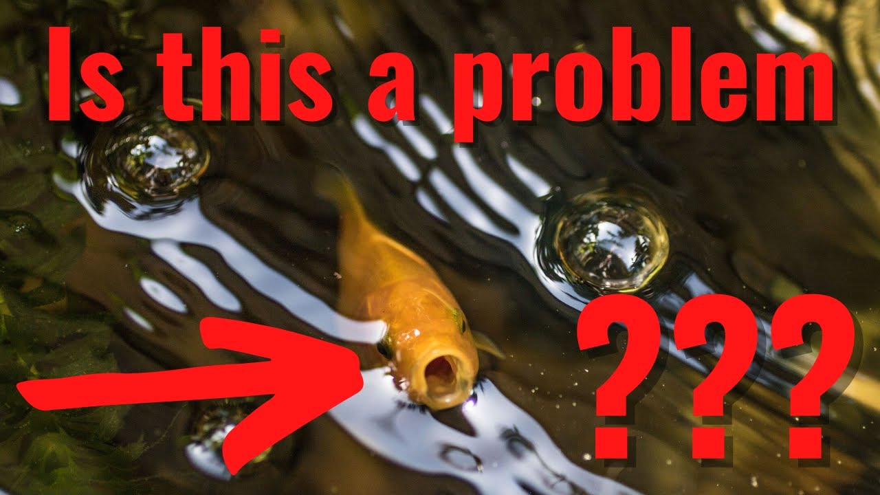'Video thumbnail for Why is my Goldfish gasping at the Surface? 3 REASONS WITH SOLUTIONS'