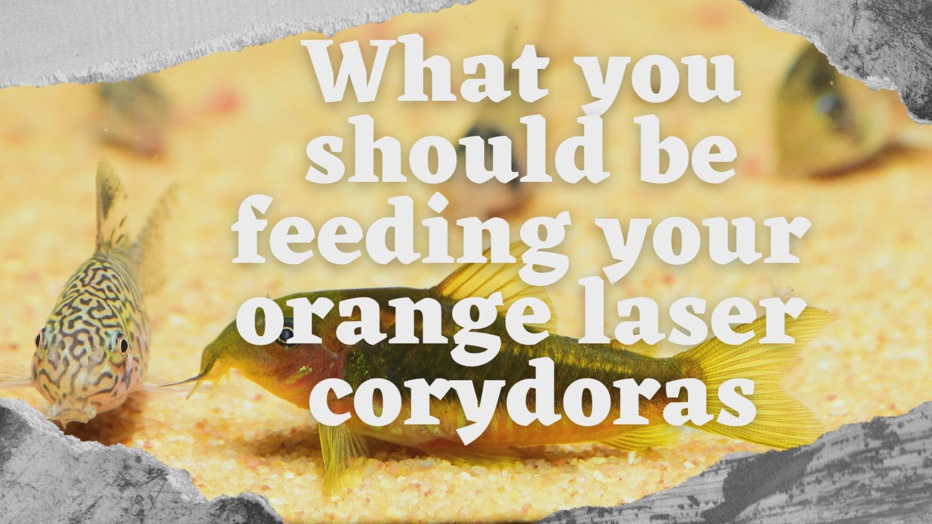 'Video thumbnail for What you should be feeding your orange laser corydoras'