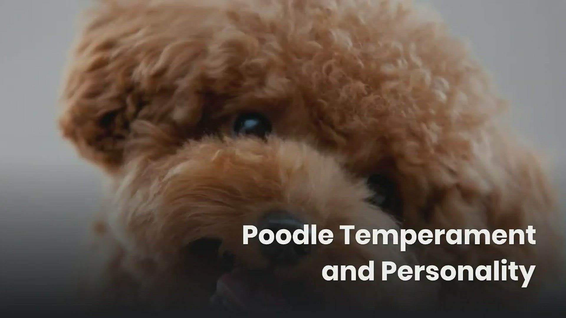 'Video thumbnail for Poodle Temperament and Personality'