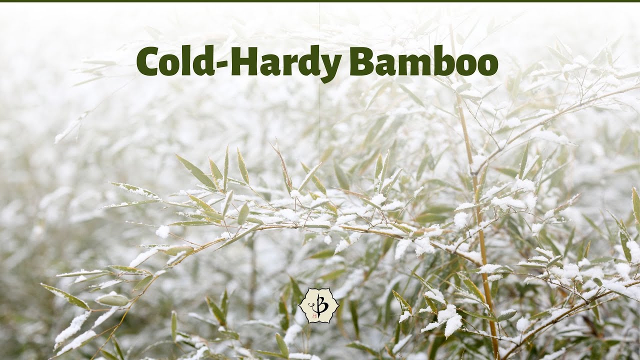 'Video thumbnail for Cold hardy bamboo for chilly winters'