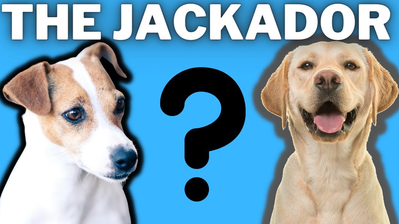 cuantas veces al dia debe hacer caca jack russell