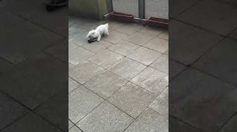 Video thumbnail for No slippers about so I’ll get Mum’s shoe, that’ll stop her going to work! #maltesepuppies #funnydog