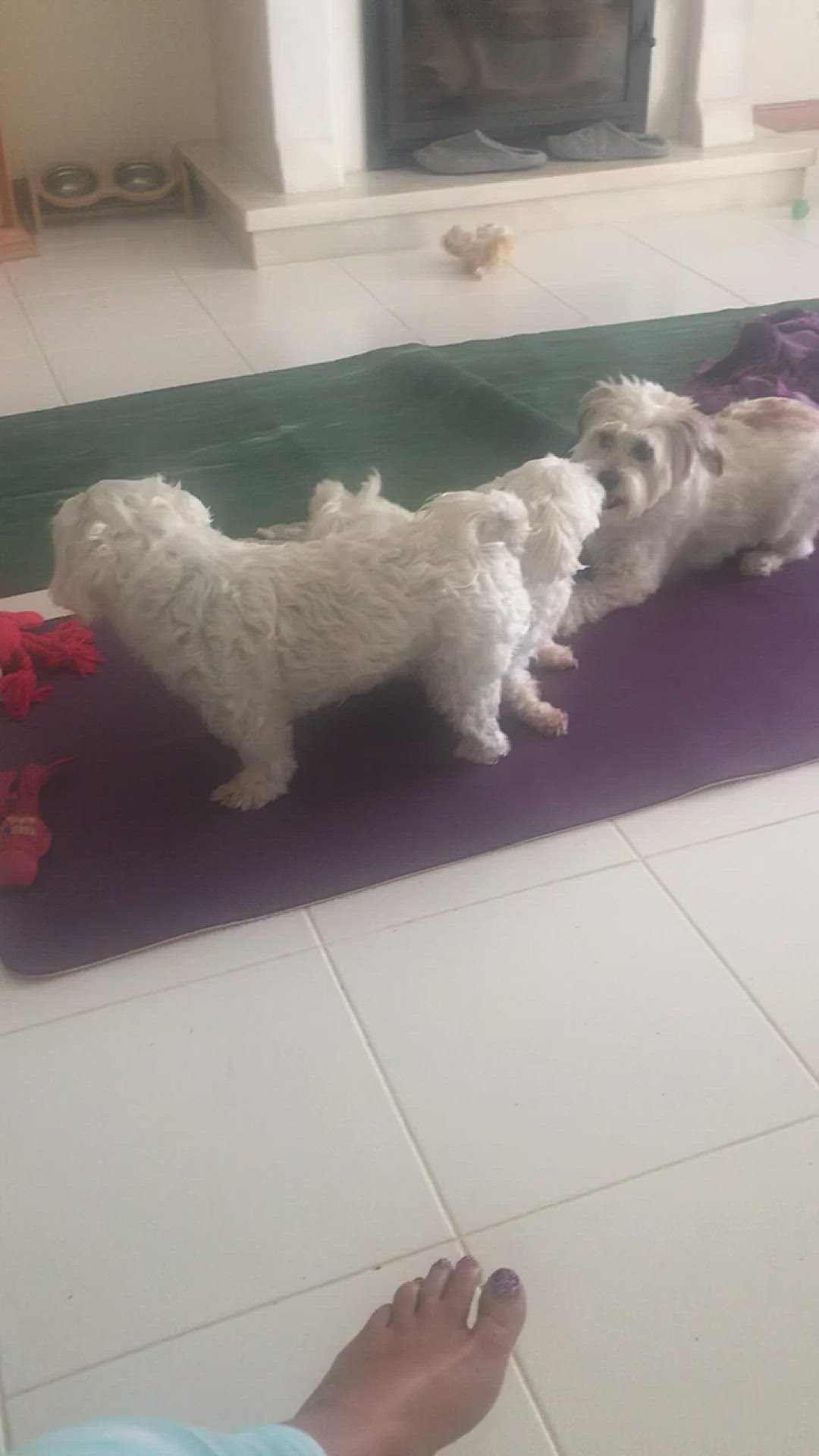 Video thumbnail for Yoga Mat Takeover by the pooches