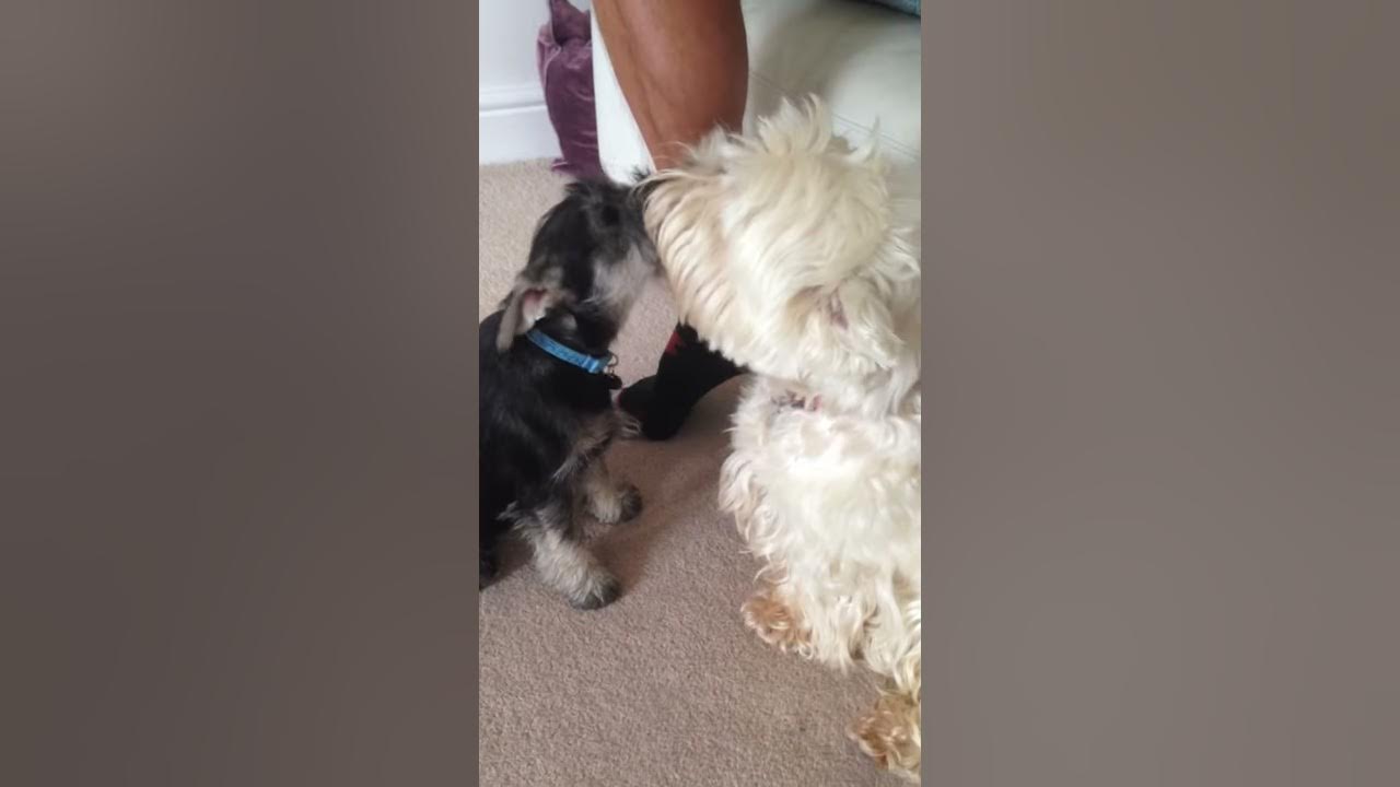 Video thumbnail for Cute puppy video