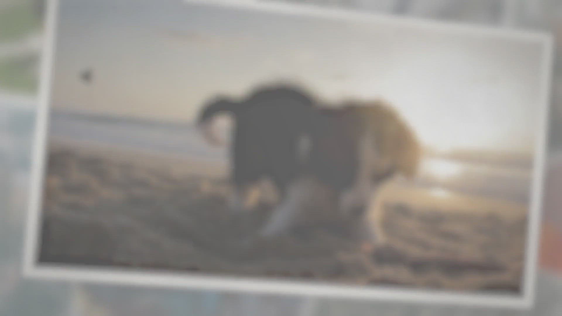 'Video playlist thumbnail'