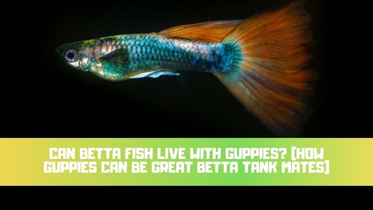 Video thumbnail for Can Betta Fish Live With Guppies? (How Guppies Can Be Great Betta Tank Mates)