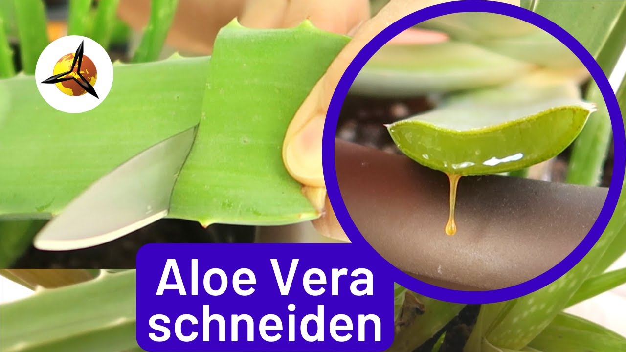 'Video thumbnail for Aloe Vera Blätter schneiden & aufbewahren'