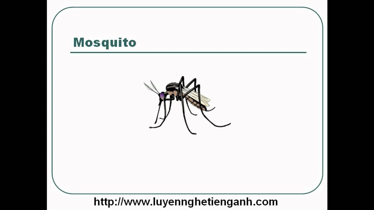 'Video thumbnail for Learn English Vocabulary Through Pictures - Topic - Insects Lesson 01'