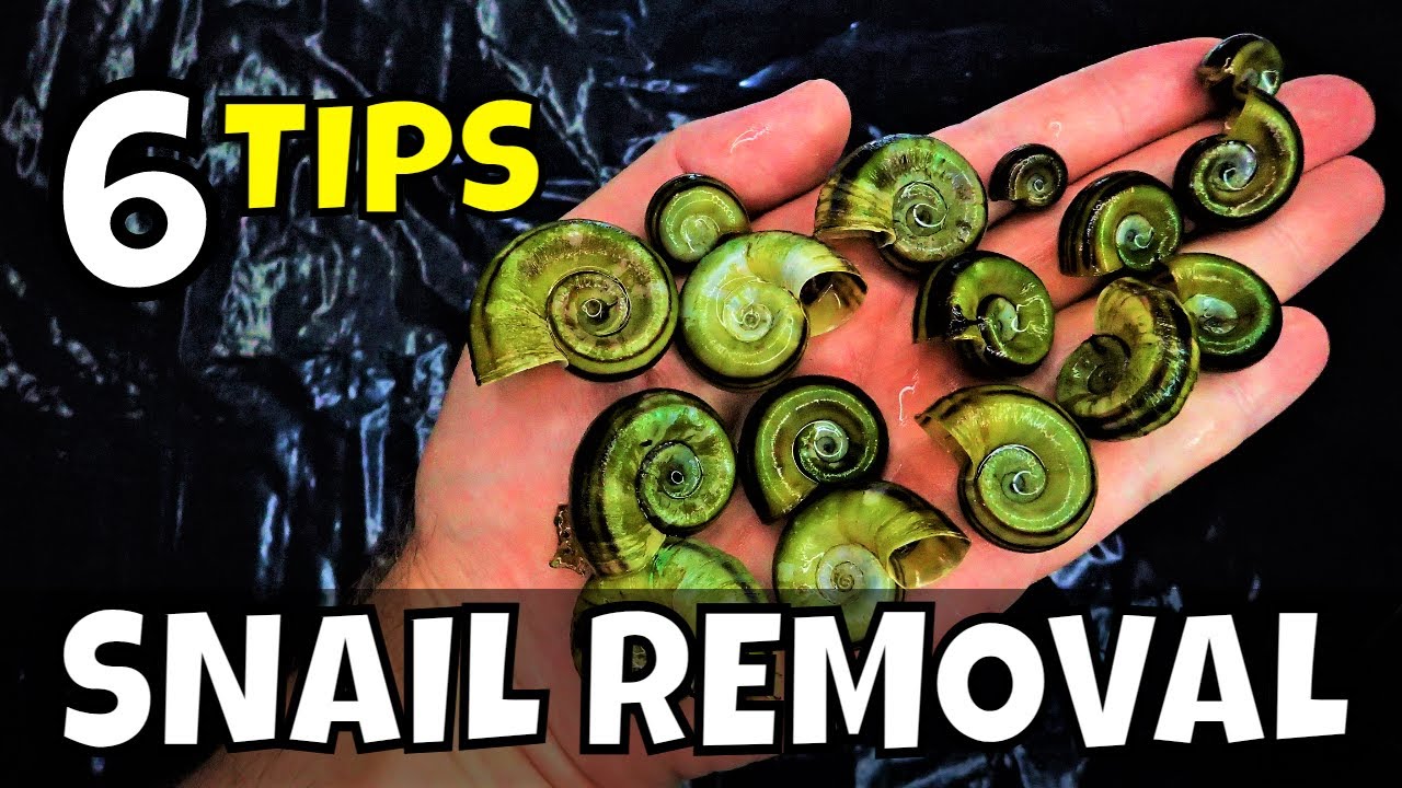 'Video thumbnail for How to remove snails from aquarium?'