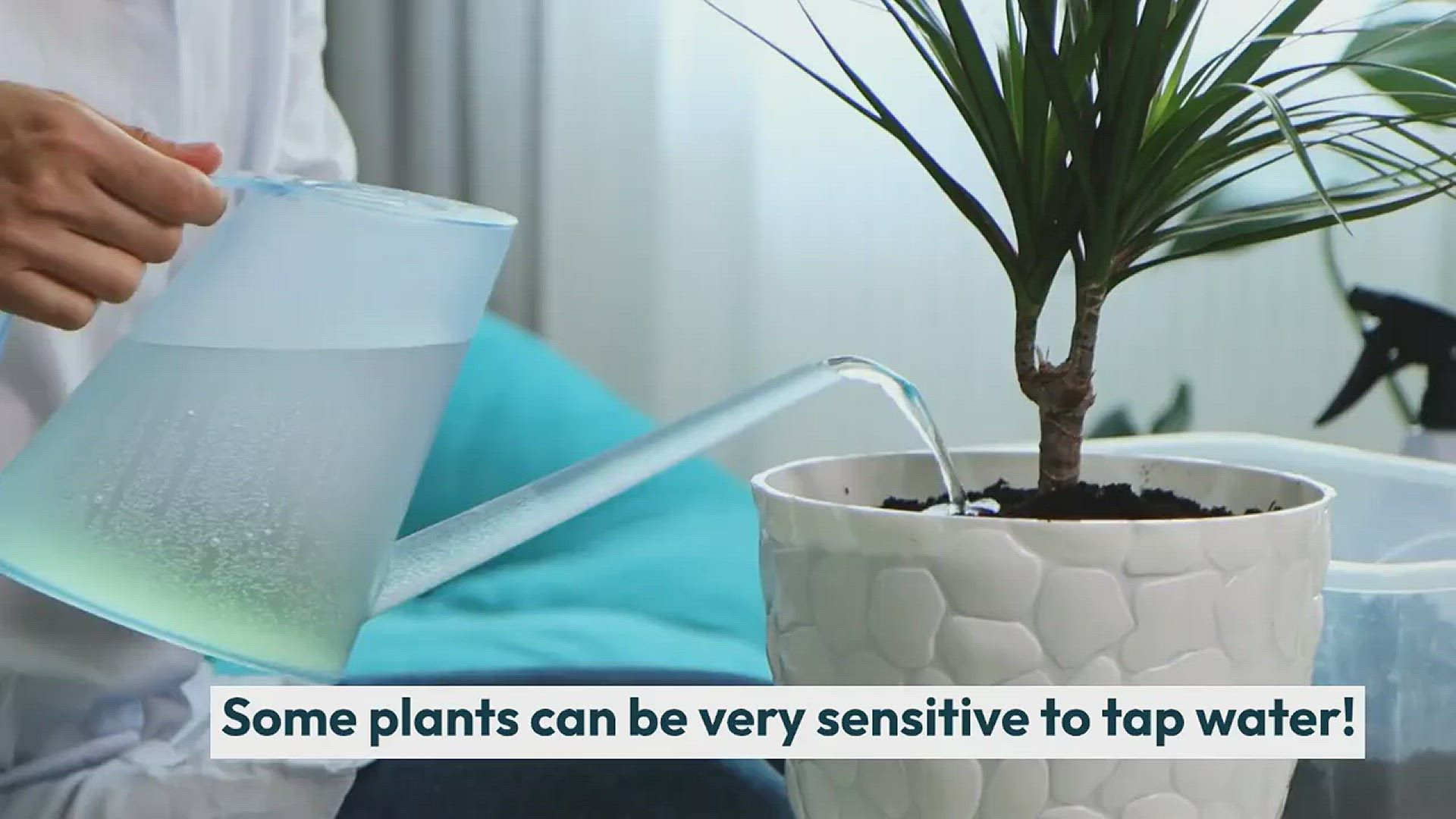 Video thumbnail for Is Boiled Tap Water Good for Plants?