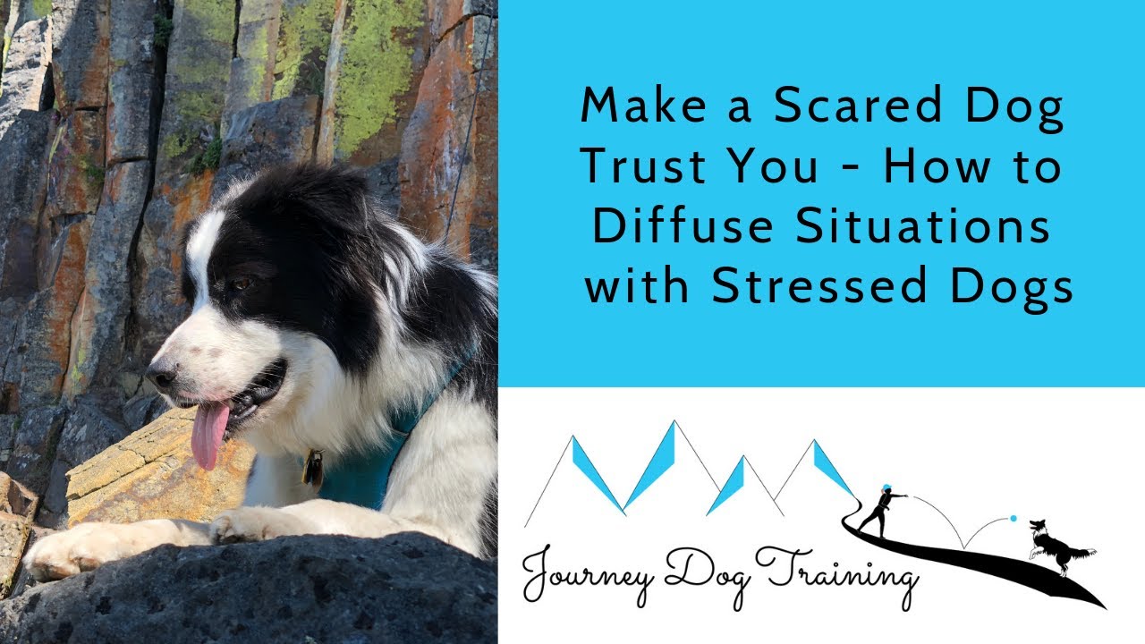 'Video thumbnail for Make a Scared Dog Trust You - How to Diffuse Situations with Stressed Dogs'
