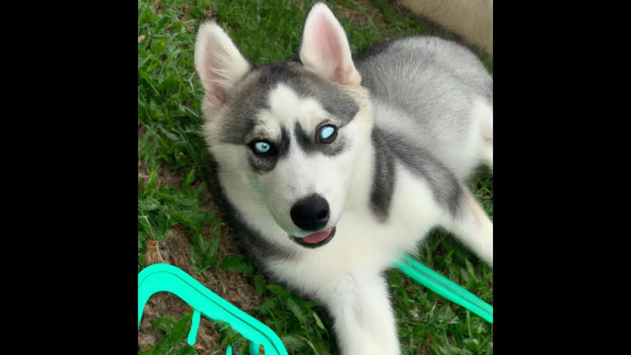 'Video thumbnail for 10 consejos para cuidar tu cachorro de husky siberiano'