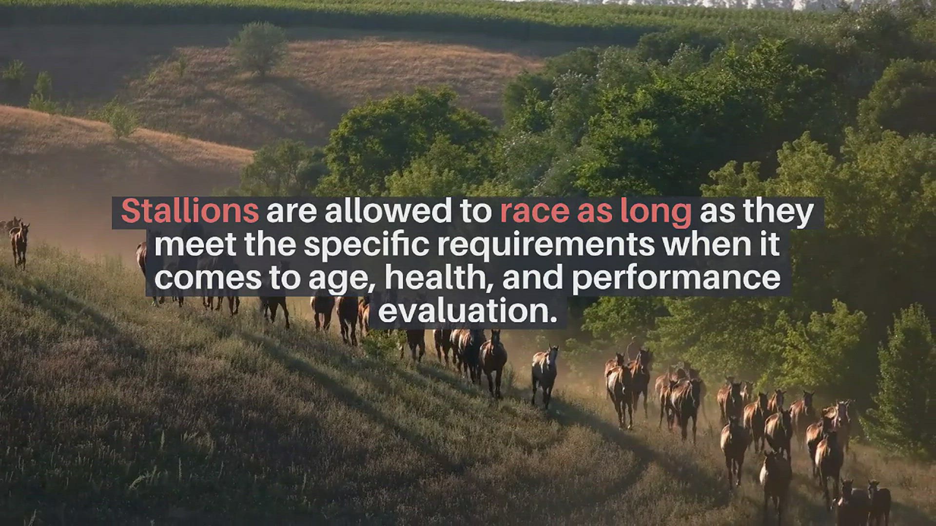 'Video thumbnail for Are Stallions Allowed To Race'