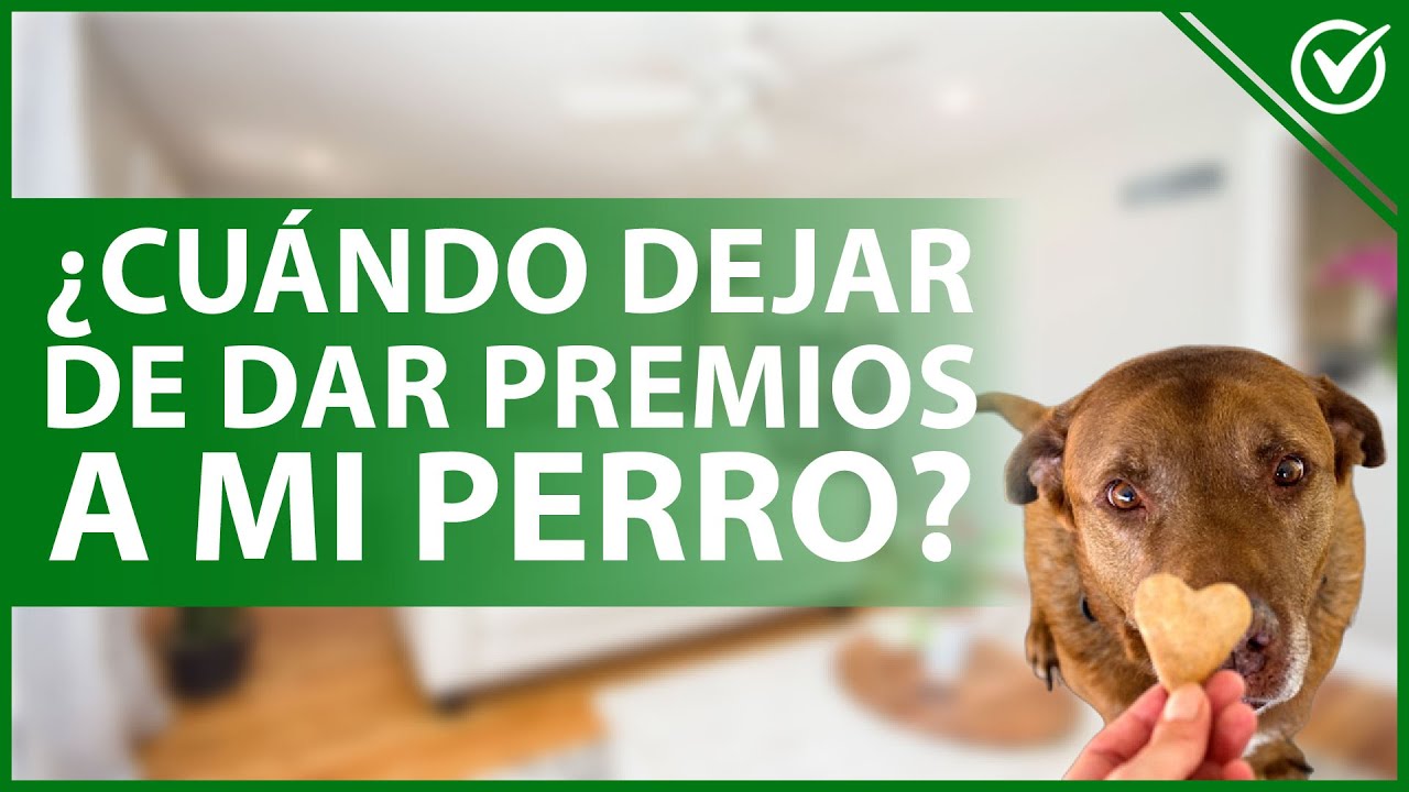Video thumbnail for 🐶 ¿Cuándo DEJAR de DAR PREMIOS a mi perro durante su entrenamiento? 🍬🐶