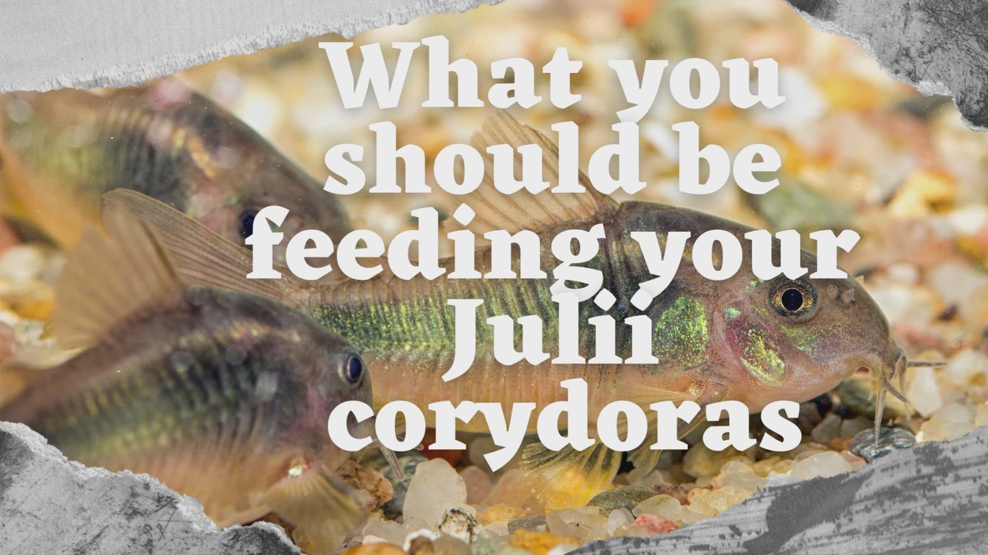 'Video thumbnail for What you should be feeding your Julii corydora'