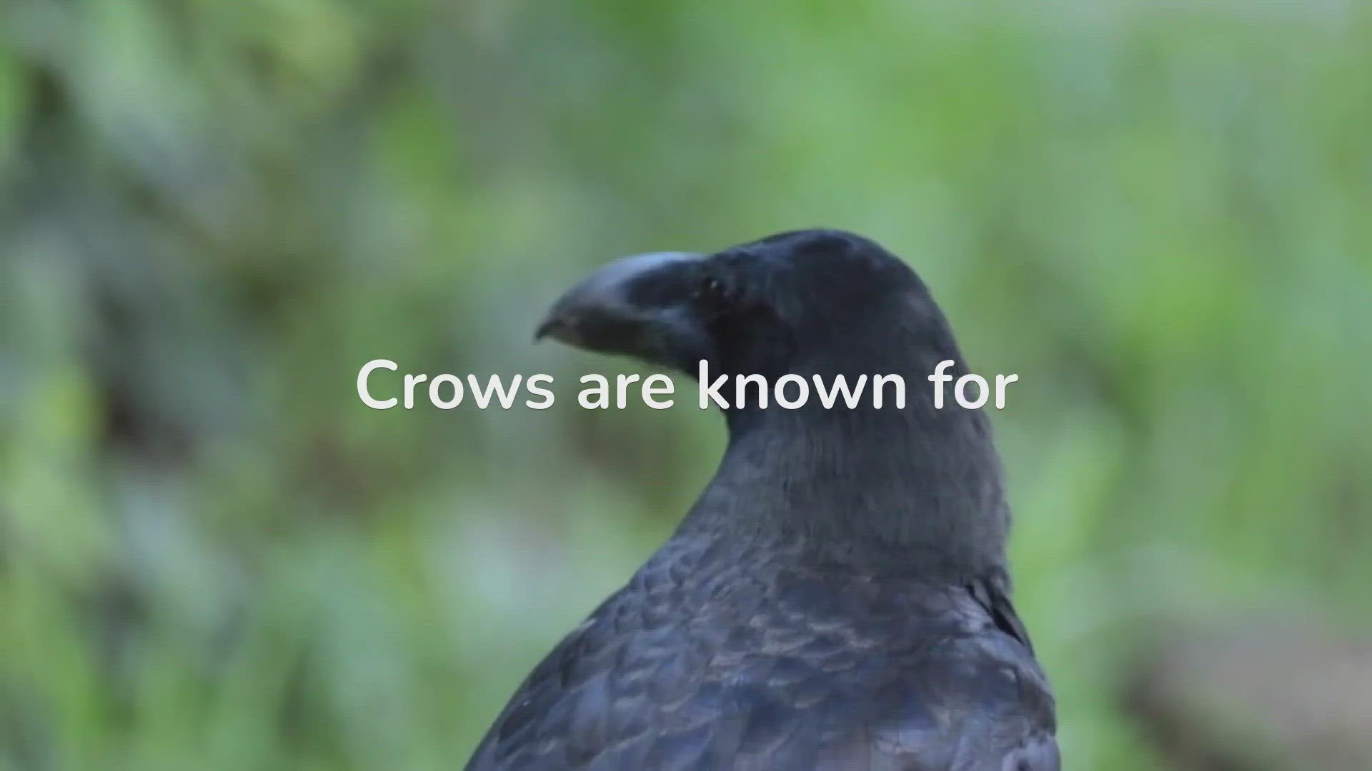 'Video thumbnail for Crow Mating Behavior'