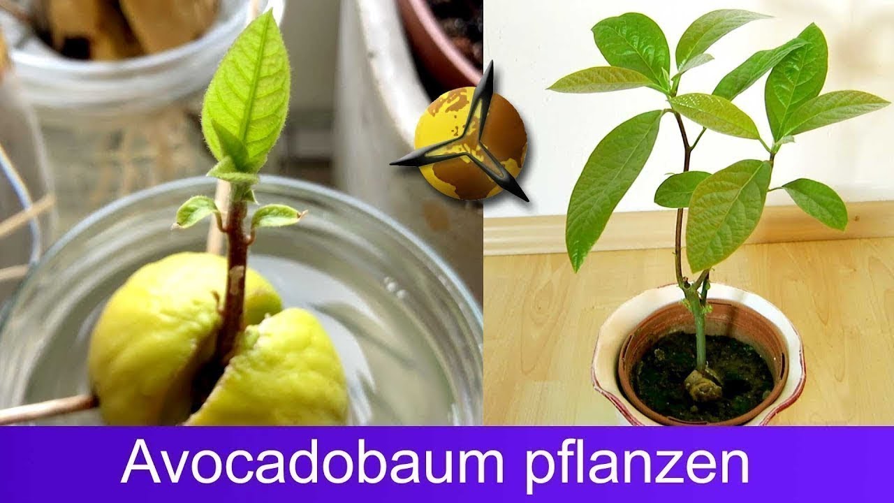 'Video thumbnail for Avocado pflanzen: Avocadobaum selber ziehen'