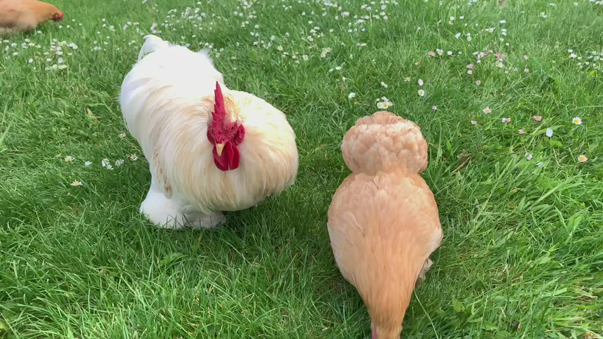 Playlist thumbnail for Homesteadsavvy