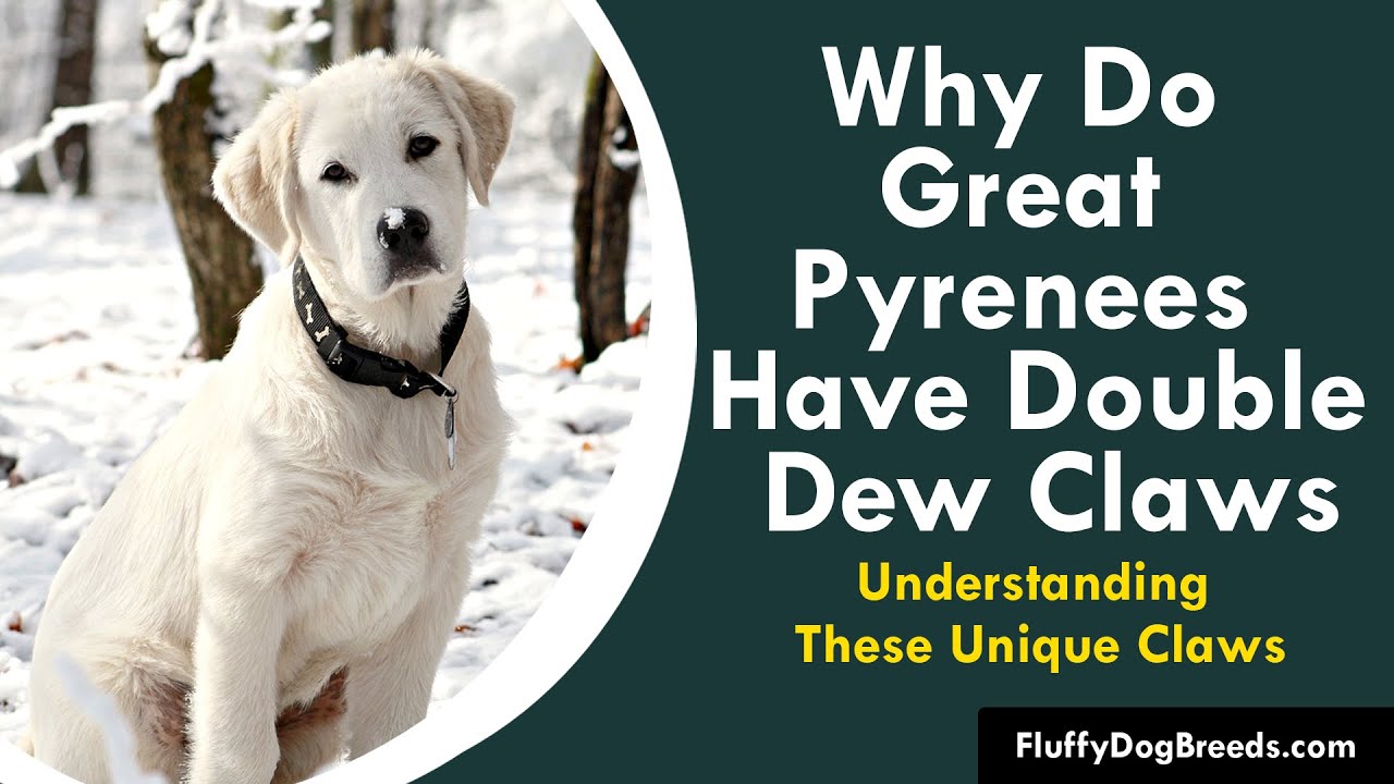 Which Dog Breeds Have Rear Dew Claws