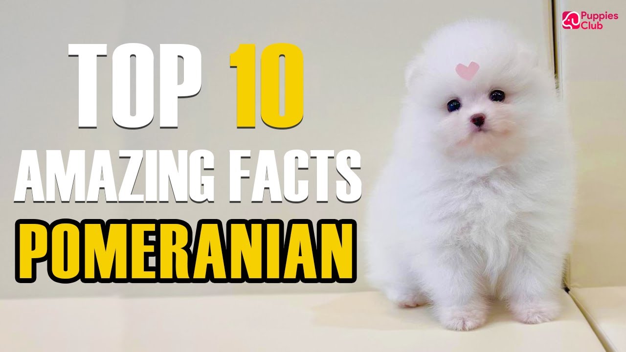 'Video thumbnail for Amazing Things About Pomeranian Dogs | Is Pomeranian Right For You'