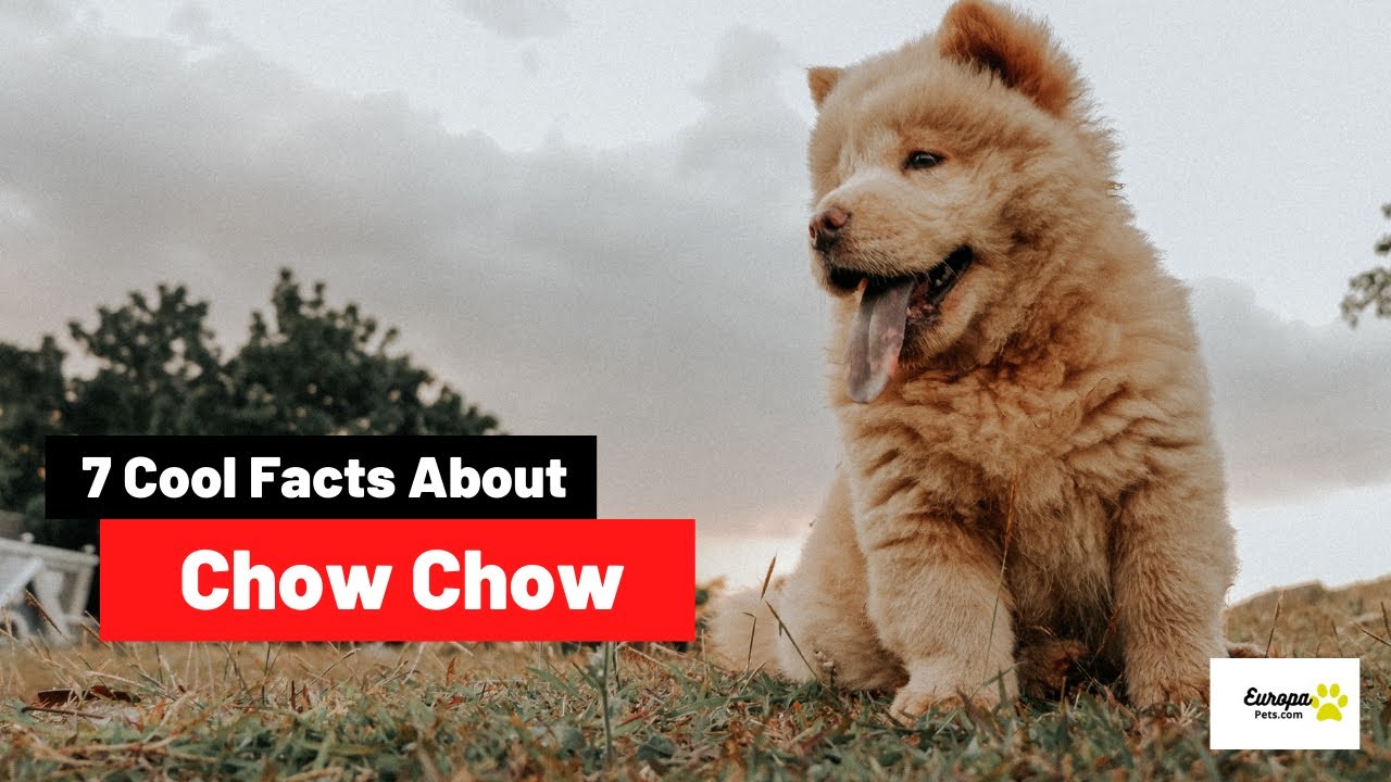 Video thumbnail for 7 Things You Need To Know About Chow Chow