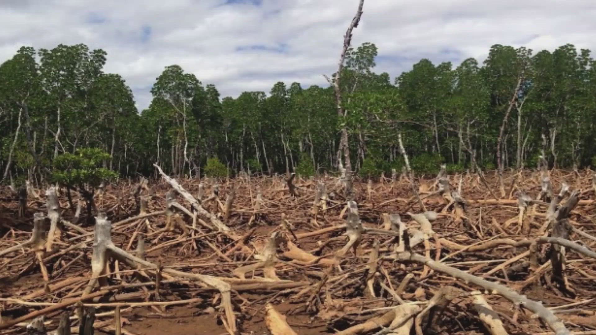 'Video thumbnail for What is Deforestation? - वनों की कटाई के नुकसानों को समझने में दूसरों की मदद करना?'