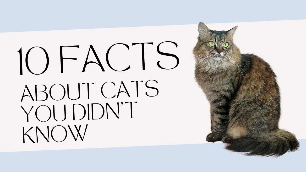 Video thumbnail for 10 Facts About Cats you Didn't Know