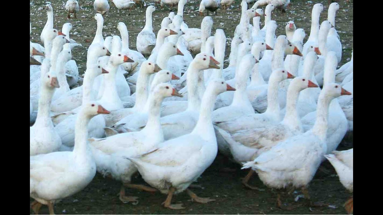 'Video thumbnail for Weidegänse im Burgenland'