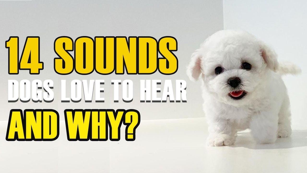 'Video thumbnail for Top 14 Sounds Dogs Love and Why They Love Them'