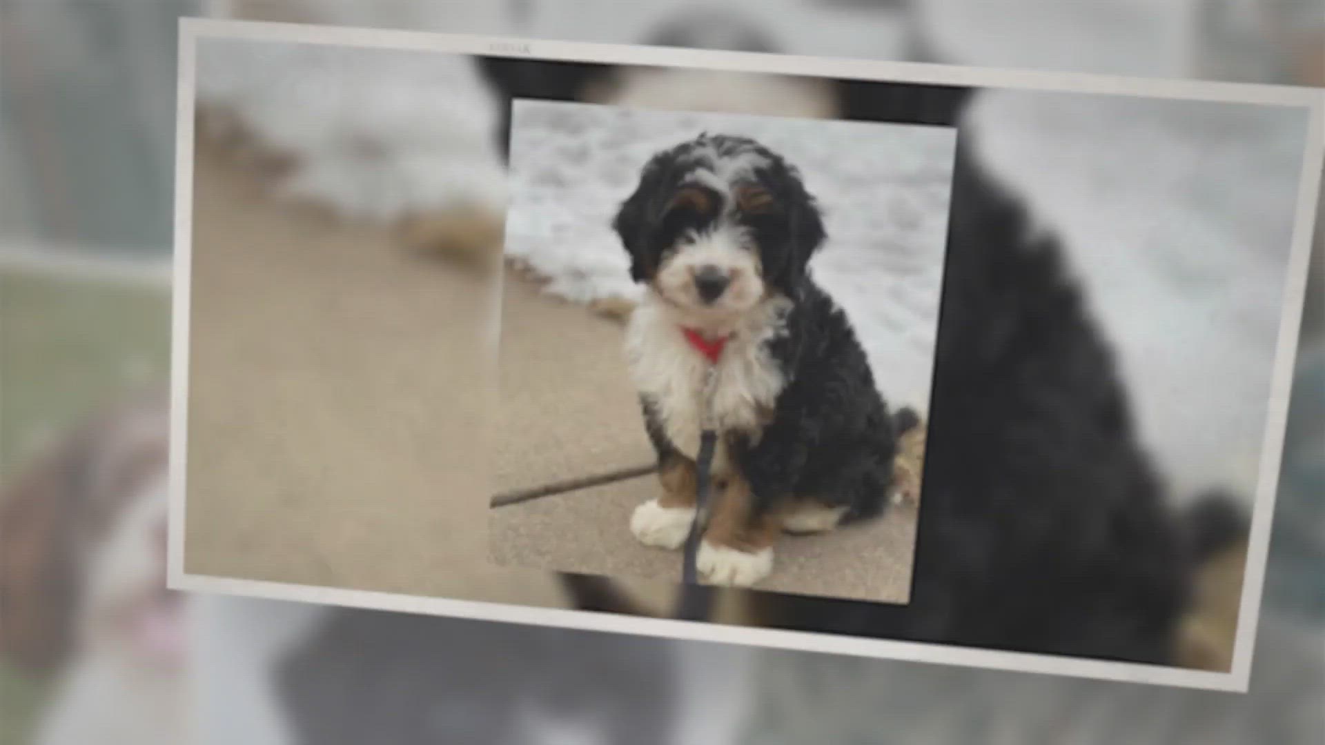 Video thumbnail for What is the Size of Mini Bernedoodle