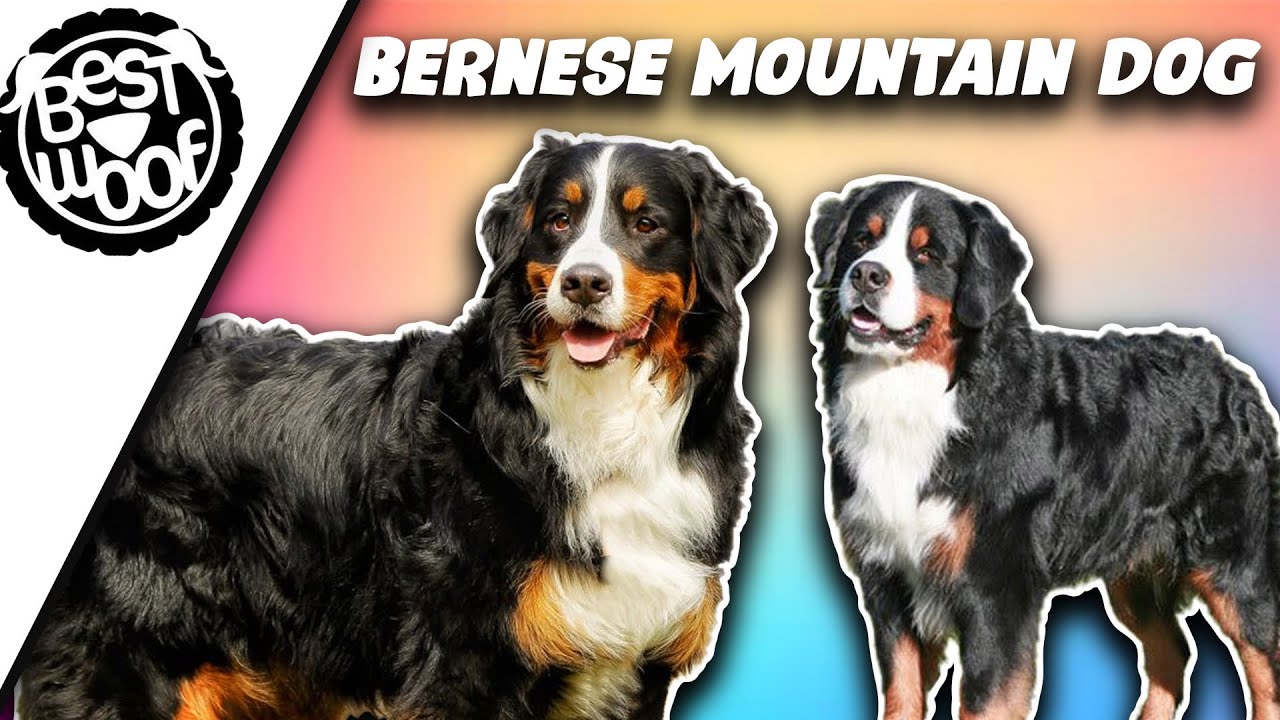 'Video thumbnail for Bernese Mountain Dog Video Compilation 2021 | Bestwoof'