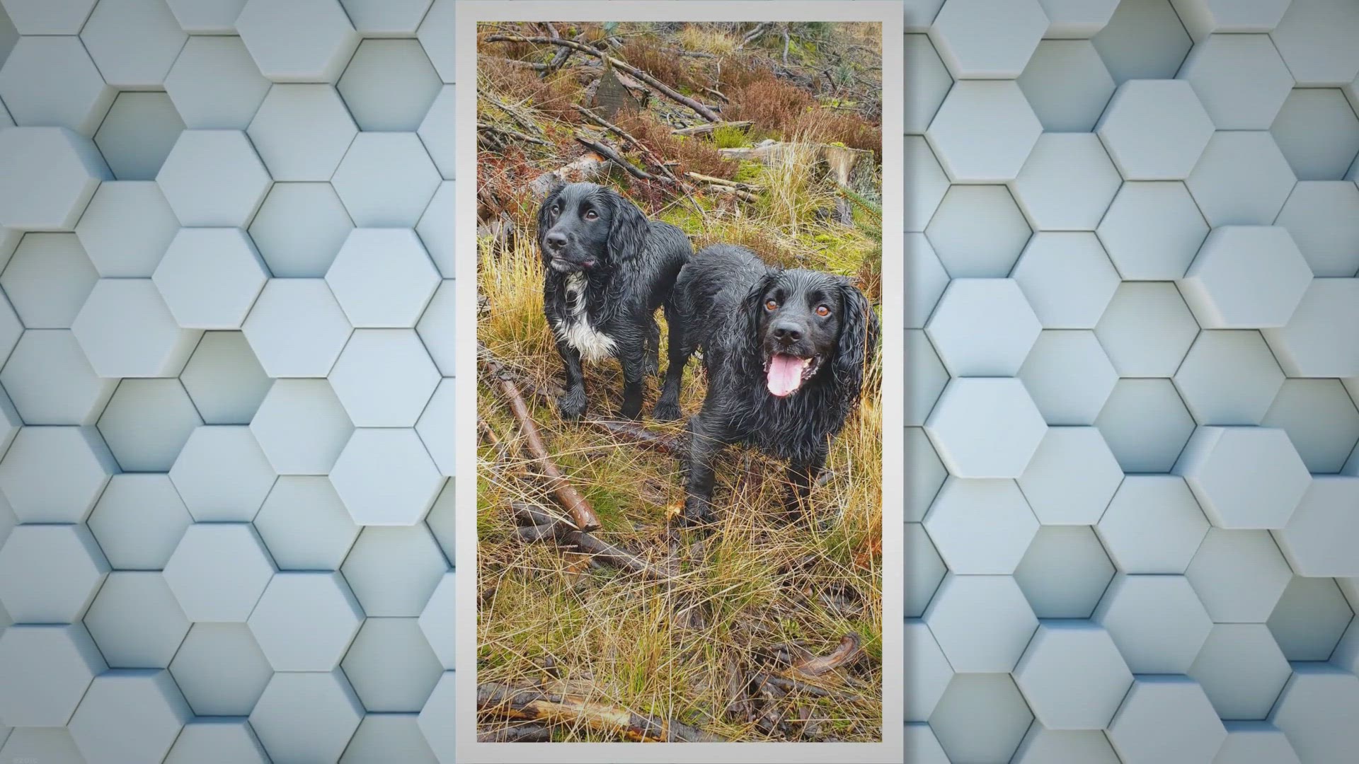 do cocker spaniels get their tails docked