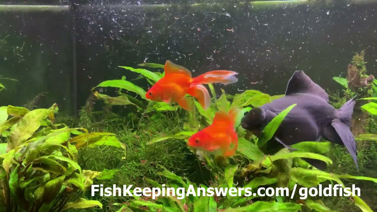 'Video thumbnail for Fantail Goldfish Eating Bloodworms'