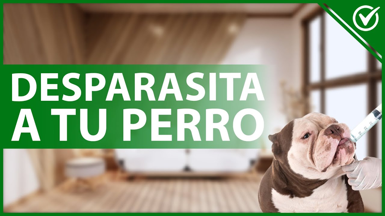 Video thumbnail for ? ¿Cómo DESPARASITAR a mi PERRO interna y externamente? - Medicamentos y trucos ??