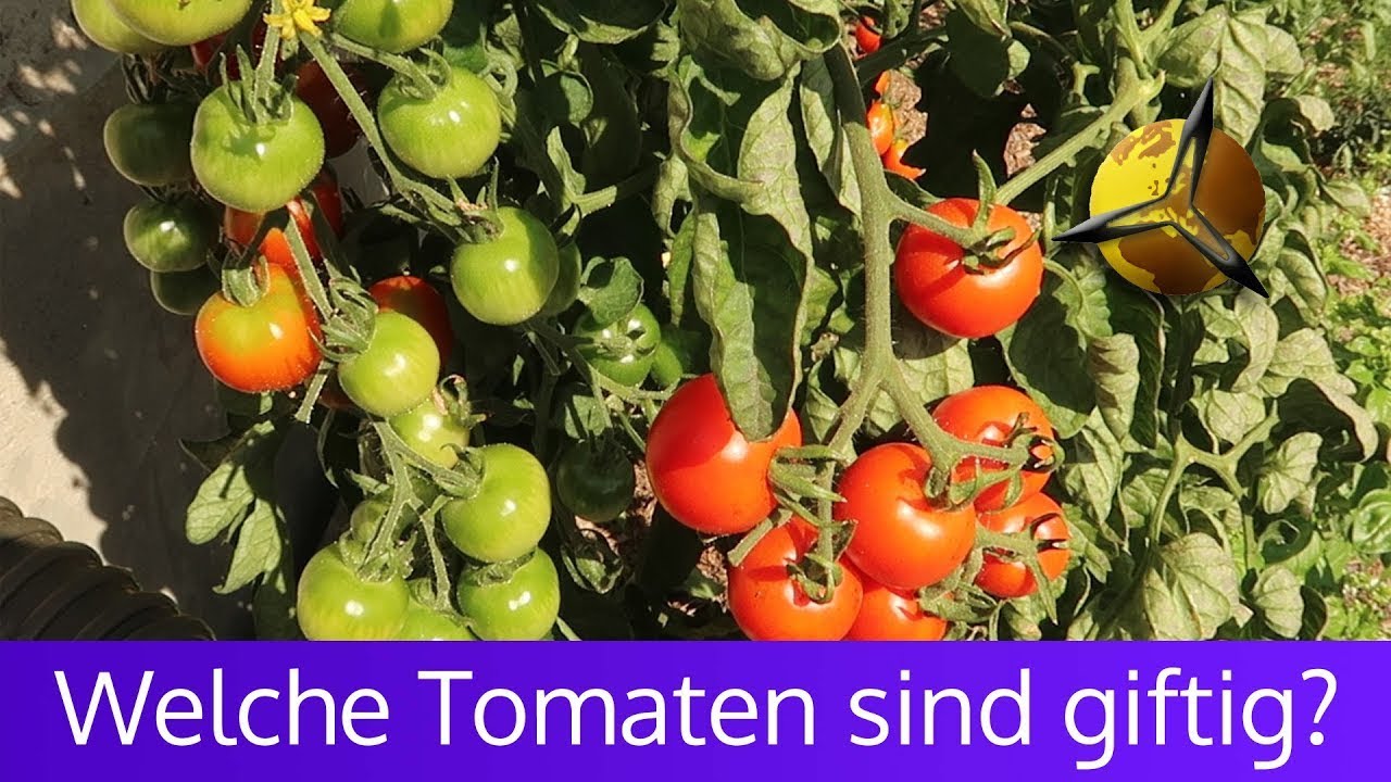 'Video thumbnail for Unreife Tomaten: Sind grüne Tomaten giftig'
