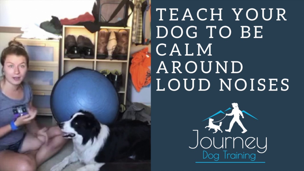 'Video thumbnail for Teach Your Dog to be CALM Around Loud Noises, Barking Dogs, Fireworks, Etc'