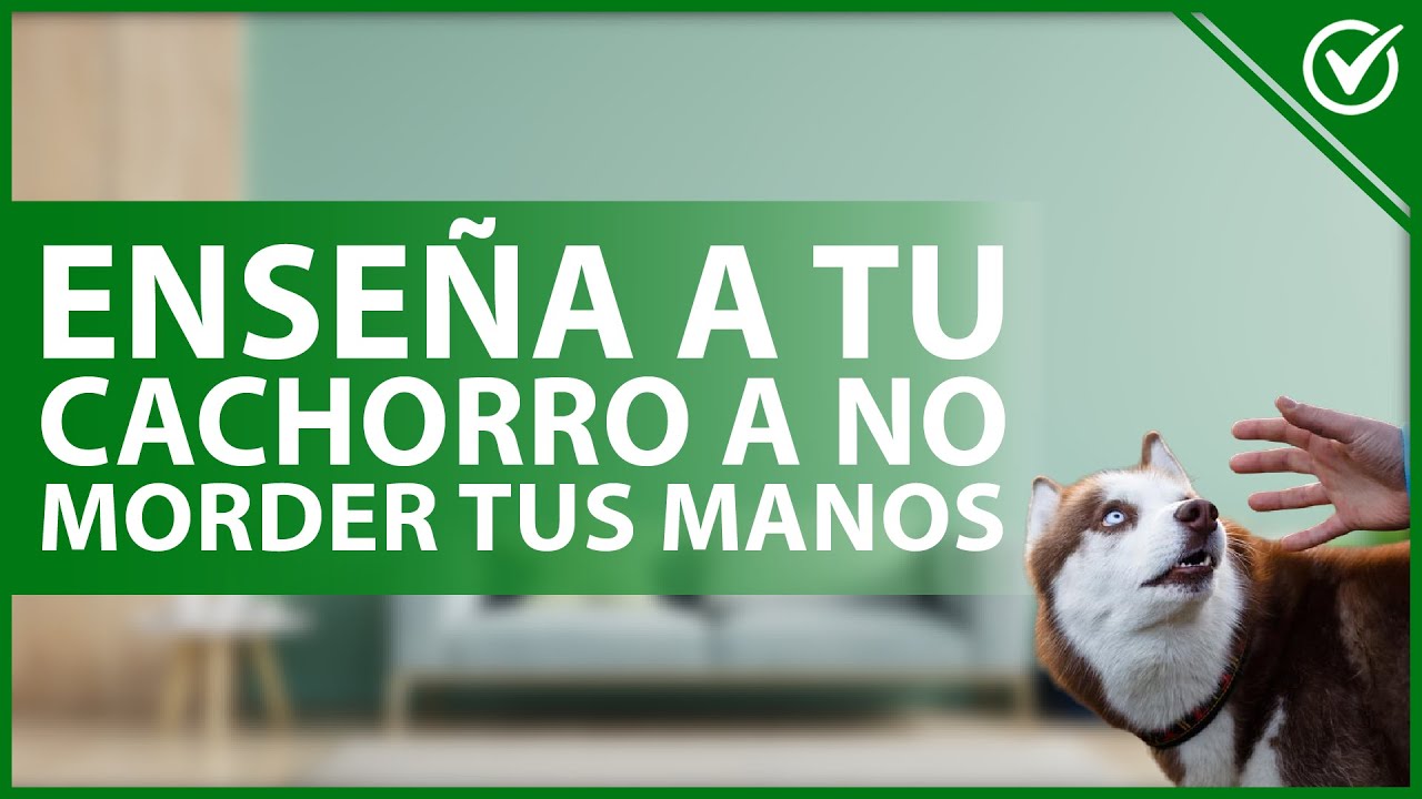 Video thumbnail for 🐶 ¿Cómo ENSEÑAR a mi CACHORRO a no MORDERME las manos? - Entrenamiento canino 👐🐶